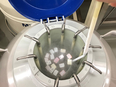液態氮桶：將胚胎保存在零下196℃的液態氮中